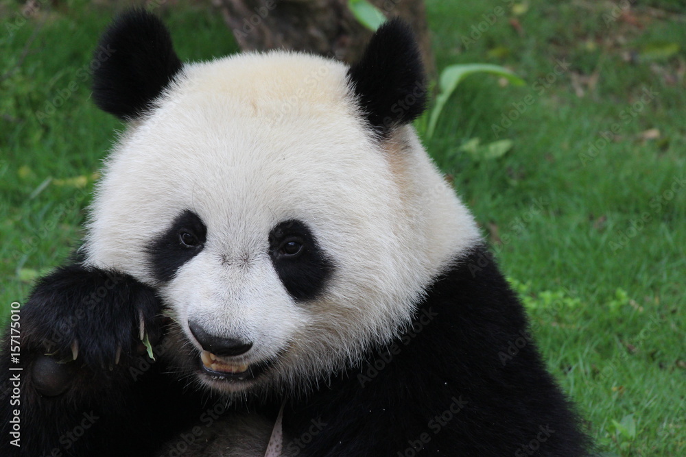 Fototapeta premium Fluffy Playful Panda in China