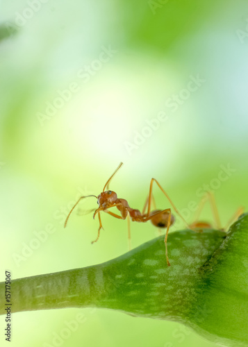 Macro image action of ant, ant standing