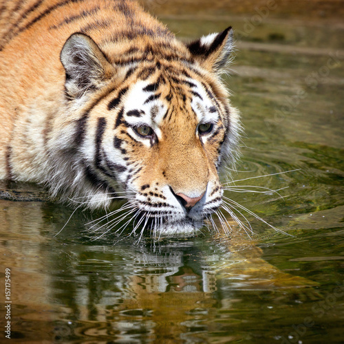 Siberian tiger in water