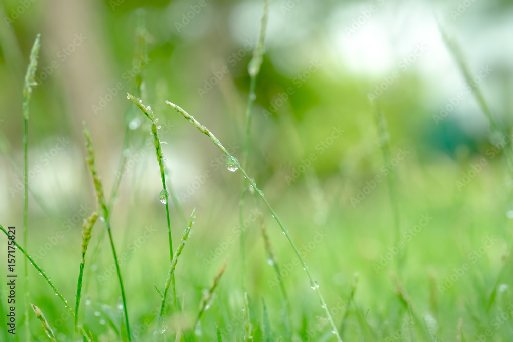 grass flower field with water drop. grass flower field with water drop.