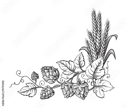Wheat and beer hops branch with wheat ears, leaves and hop cones. Sketch and engraving design plant angular frame. All element isolated.