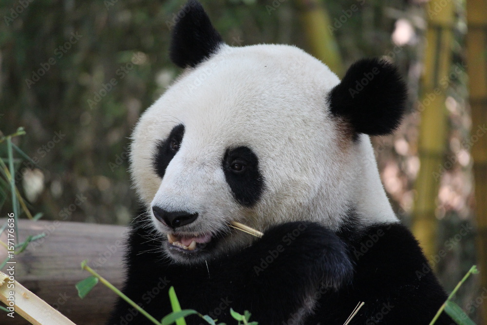 Fototapeta premium A cute giant panda in China