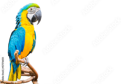 The blue and yellow Parrot or Macaws isolated white background.
