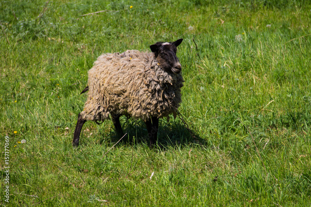 Sheep on green meadow