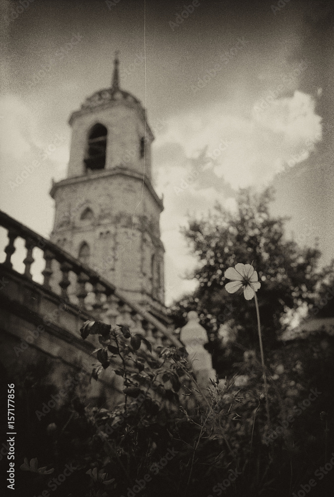 Obraz premium The flower grows on the territory of the Vladimir Church in Bykovo.