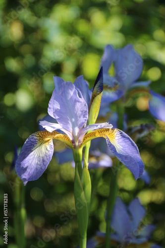 Fototapeta Naklejka Na Ścianę i Meble -  Blüten einer Schwertlilie / Iris