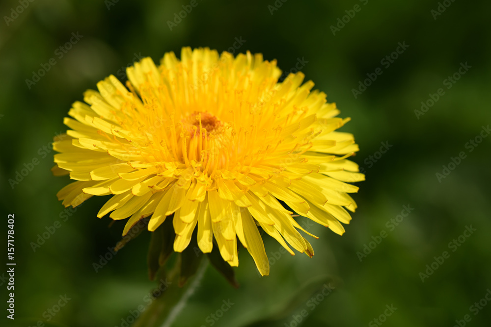Alone bright yellow dandelion on a background of blurred grass Alone bright yellow dandelion on a background of blurred grass