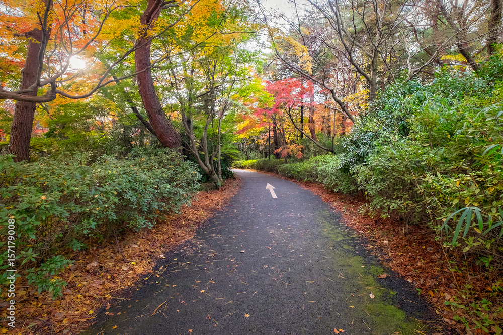 Autumn scenery in Japanese Garden of Showa Memorial Park, Tokyo, Japan