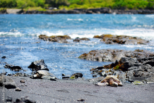 Hawaiian green turtles relaxing at Punaluu Black Sand Beach on the Big Island of Hawaii