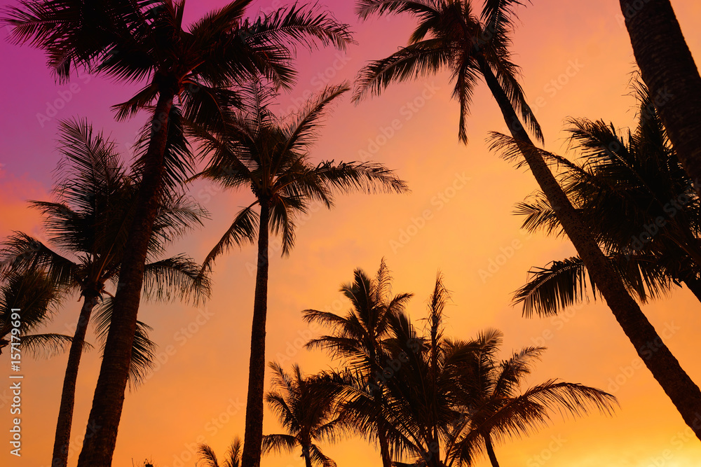 Obraz premium Palm trees silhouette on sunset tropical beach on Hawaii