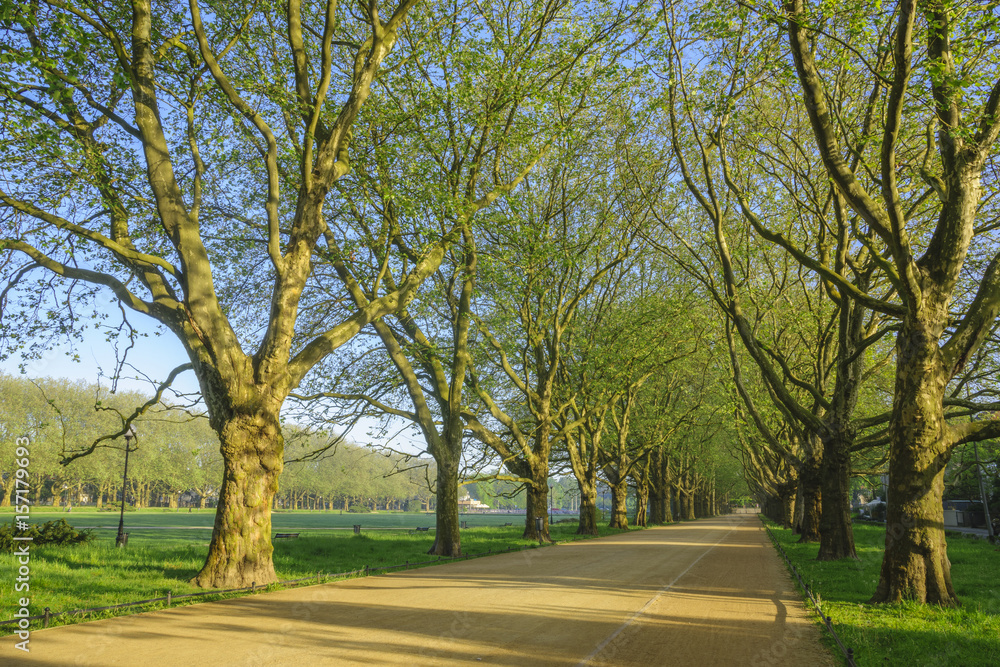 Avenue of plane trees in a spring park