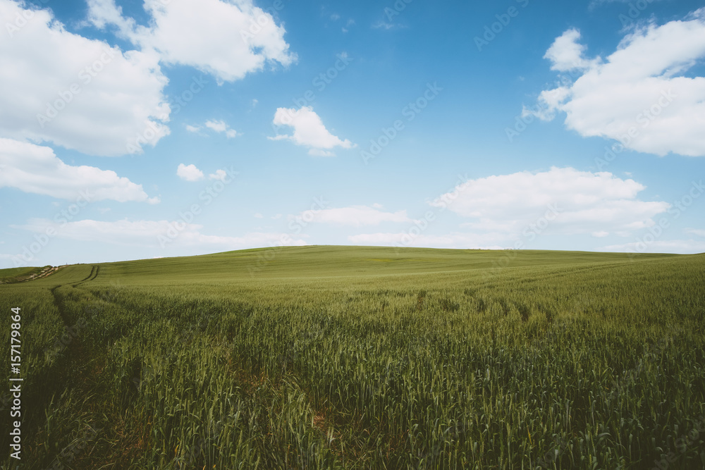 Spring wheat field landscape
