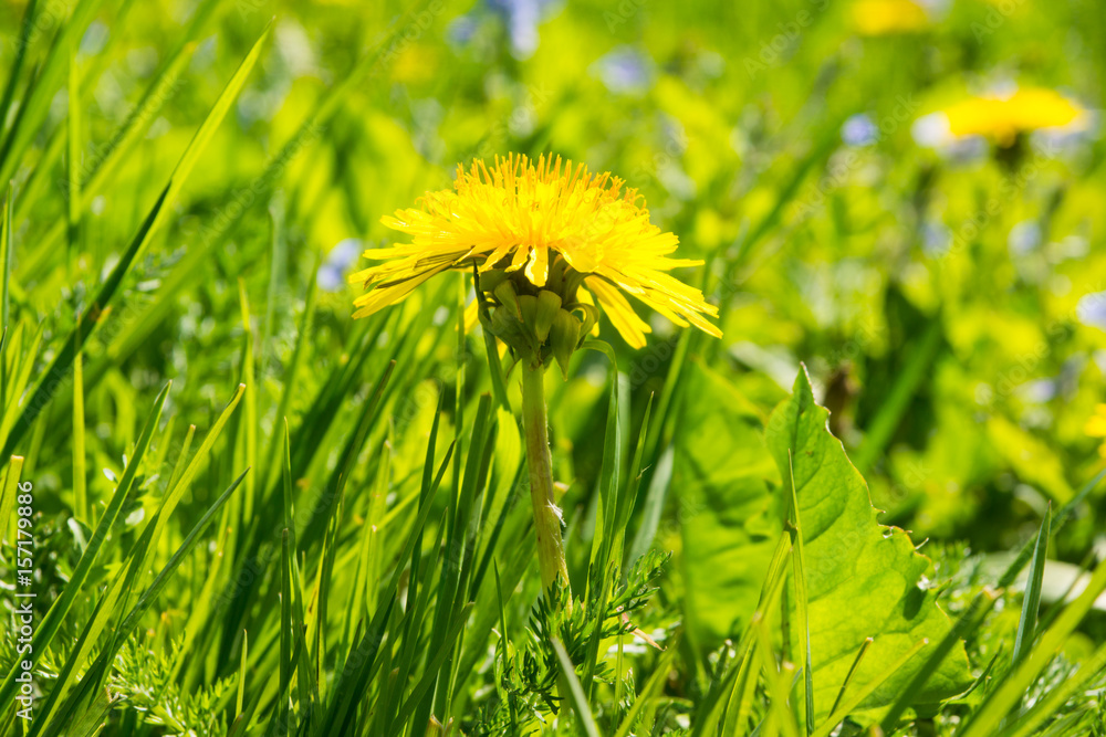 Close up of blooming yellow dandelion flowers in garden on spring time. Close up of blooming yellow dandelion flowers in garden on spring time.