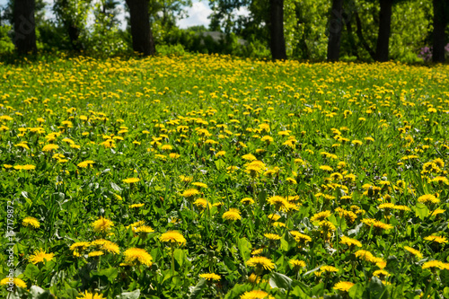 Fototapeta Naklejka Na Ścianę i Meble -  Beautiful landscape with dandelions on the meadow