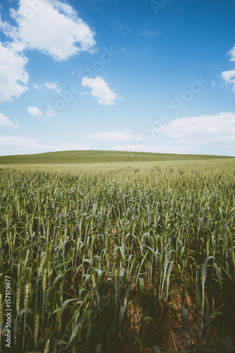 Spring wheat field landscape
