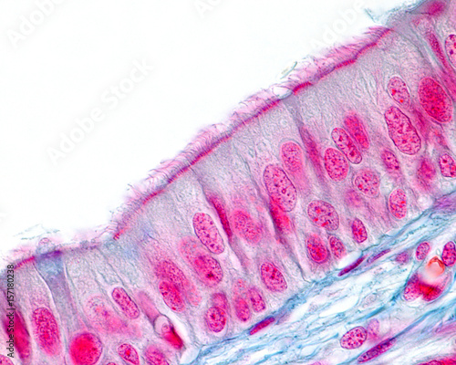 Fotografie Respiratory epithelium