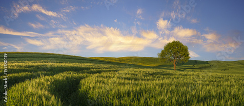 Fototapeta Naklejka Na Ścianę i Meble -  summer field wit lone tree