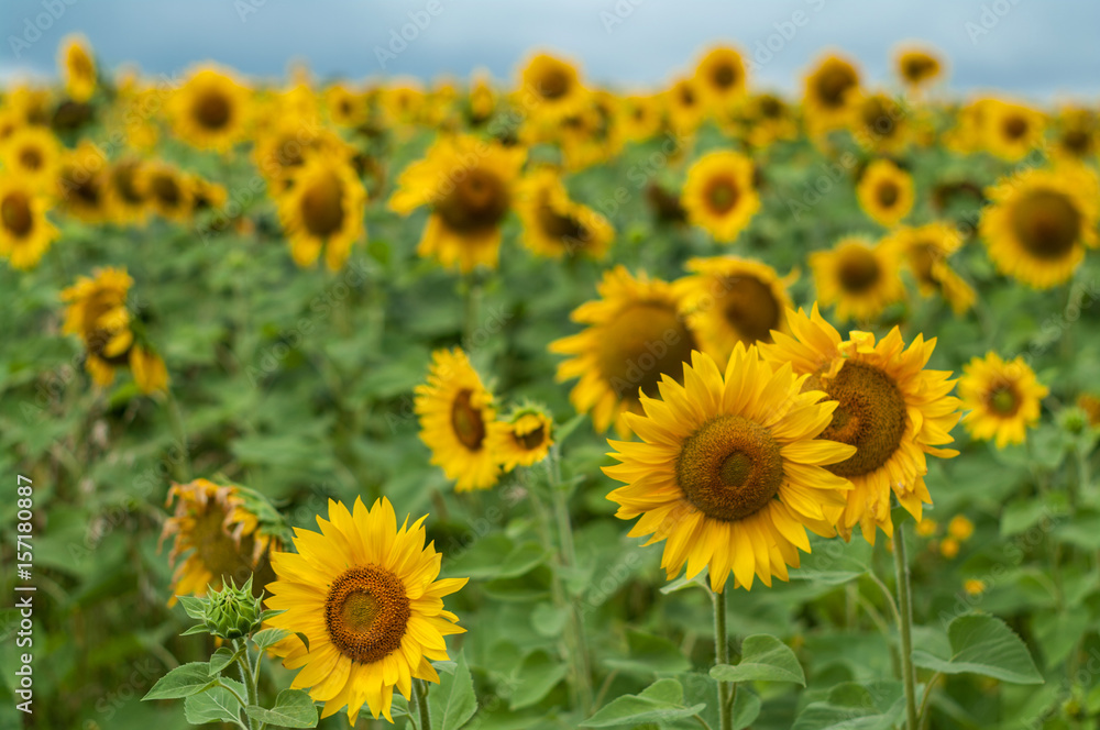 Field with sunflowers against a background of a blue sky. Field with sunflowers against a background of a blue sky.