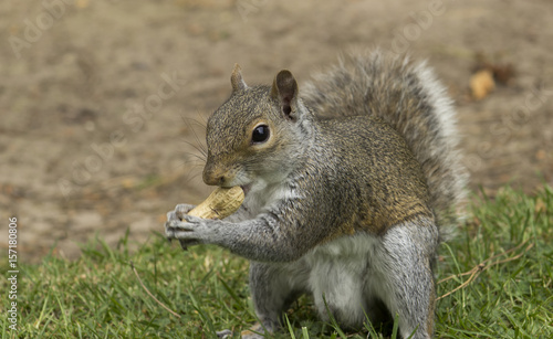Squirrel in wildlife. Closeup portrait in day time  England
