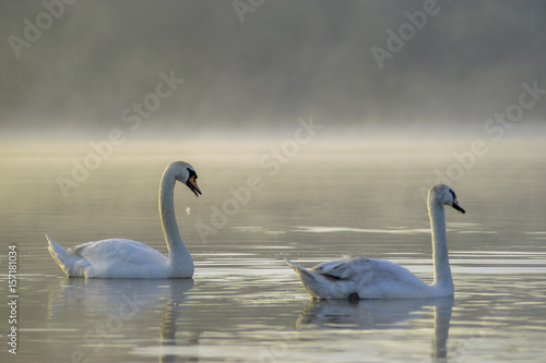 Swan in the mist on the lake in the morning