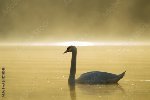 Swan  in the mist on the lake in the morning