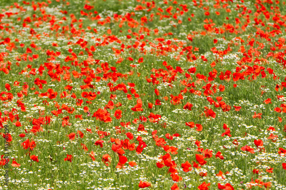 Blumenfeld mit rotem Klatschmohn