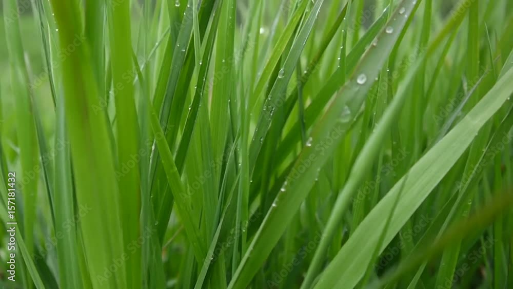 Green grass with drops macro beautiful background spring on wind Green grass with drops macro beautiful background spring on wind
