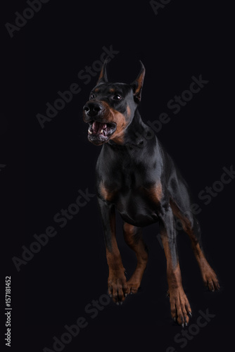 Doberman ready to attack