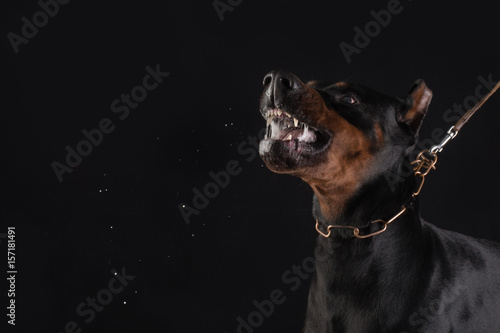 Dangerous dog growling.