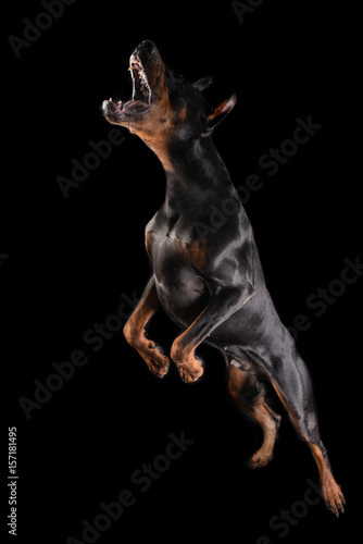 Doberman, black dog is attacking and jumping.