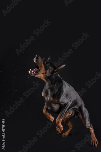Doberman is attacking and barking