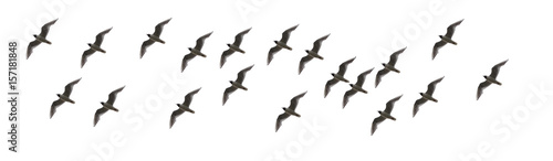Elegant Montages Show the Many Beauty of Birds in Flight on a White Background. Panoramic Image For Skinali