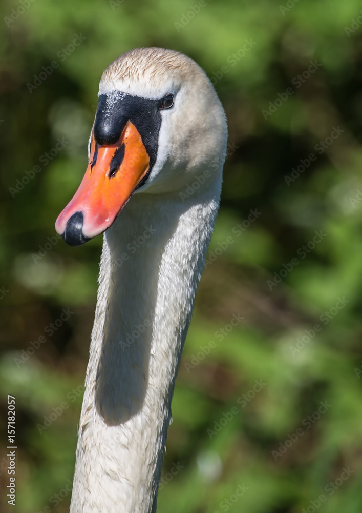 Fototapeta premium Adult mute swan on a pond in the district of Buechenbach of the city of Erlangen
