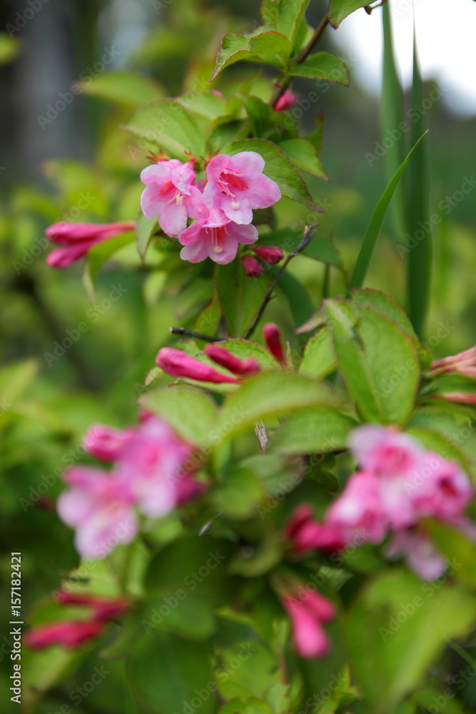 Beautiful spring flowers in the botanical garden Beautiful spring flowers in the botanical garden