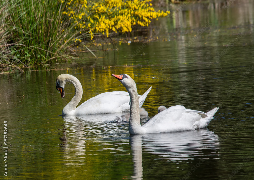 Two week old mute swan babies swimming together with their parents on a pond in the district of Buechenbach of the city of Erlangen
