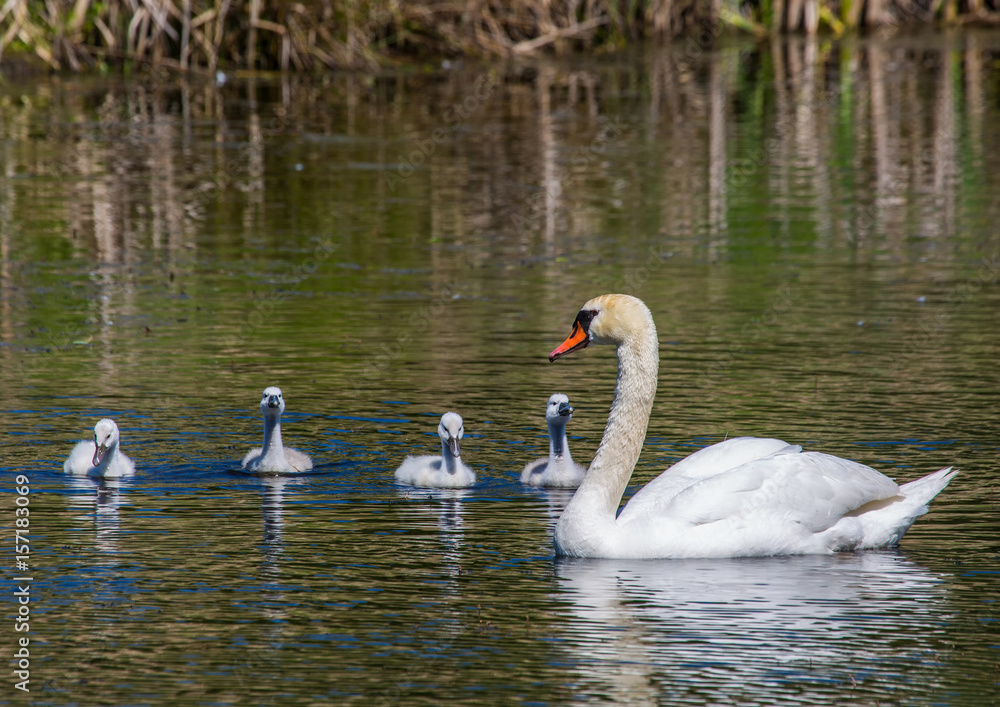 Two week old mute swan babies swimming together with their parents on a pond in the district of Buechenbach of the city of Erlangen Two week old mute swan babies swimming together with their parents on a pond in the district of Buechenbach of the city of Erlangen