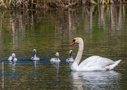 Two week old mute swan babies swimming together with their parents on a pond in the district of Buechenbach of the city of Erlangen