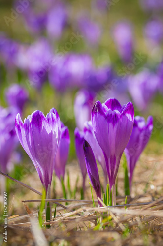 Blooming crocuses in spring, Chocholowska valley, Tatra mountains, Poland