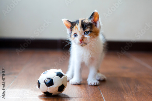 Portrait close up of cute tricolor kitten on the floor in flat playing with little ball. Cat with blue eyes. photo