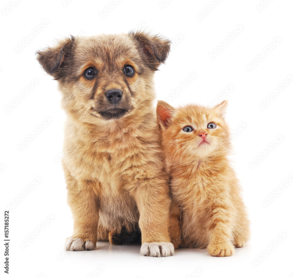 Obraz premium Kitten and puppy.