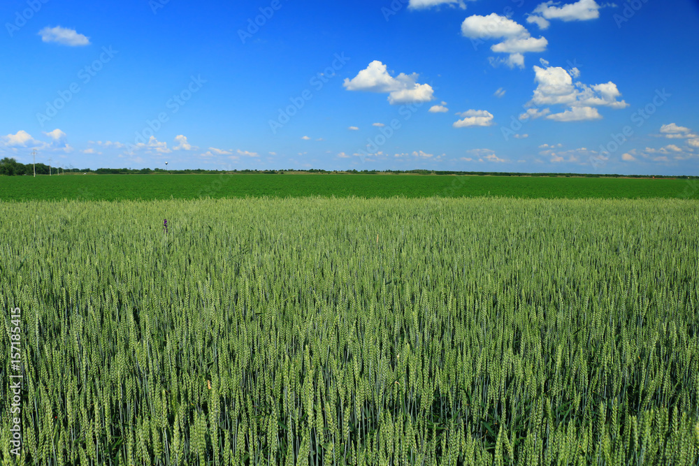 green wheat field green wheat field