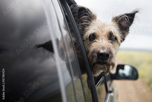 Photography A funny dog sits in the car and looks out the window, she travels