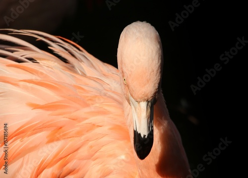 South American or Chilean Flamingo (Phoenicopterus chilensis), portrait close-up.