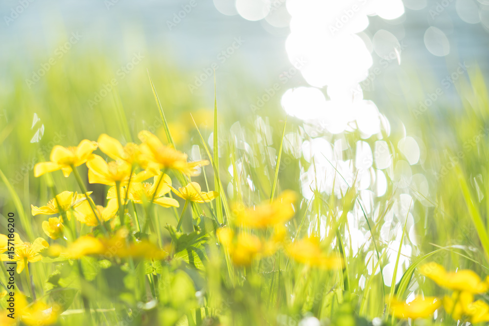 Fototapeta Żółte dzikie kwiaty nad rzeką z promieni słonecznych.