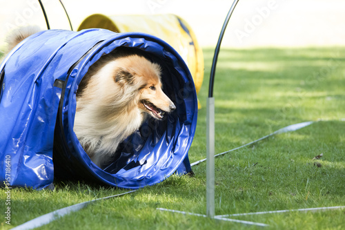 Dog, Scottish Collie, running through agility tunnel