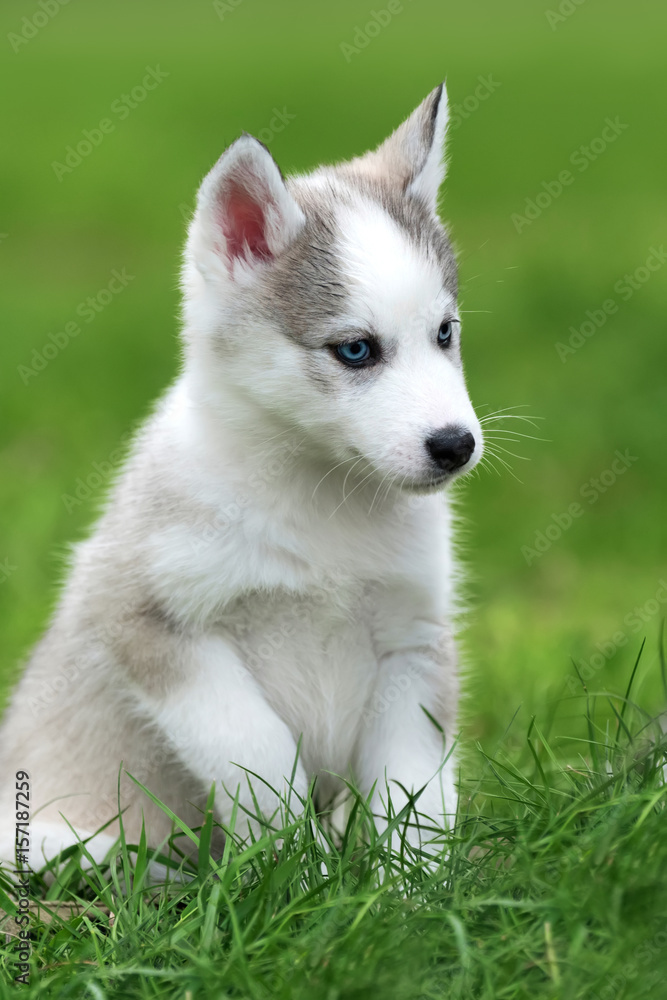 Cute little husky puppy