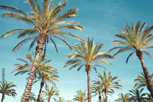 Travel  tourism  vacation  nature and summer holidays concept - palm trees over a blue sky background