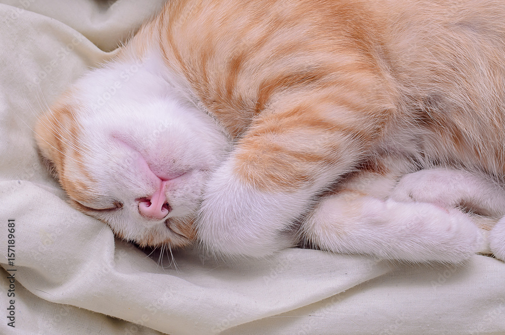 Obraz premium cat sleep.