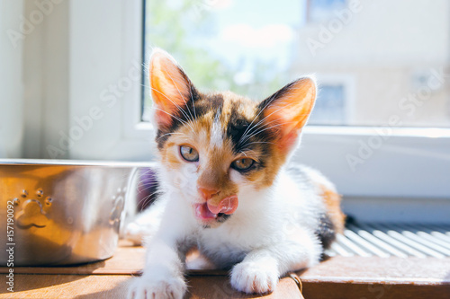 Small tricolor kitten licking on the window-sill and looking forward in sunny day.