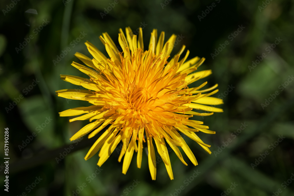 Yellow dandelion flower close-up. Spring Flower Yellow dandelion flower close-up. Spring Flower